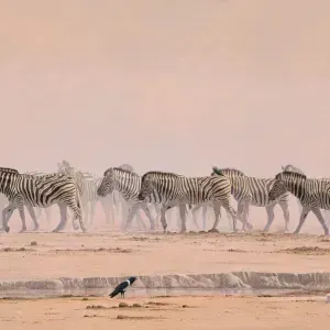 Paul Dixon — "Heat & Dust, Etosha!"