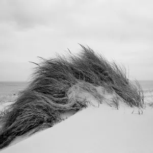 Michael Meyersfeld — Arniston Fynbos 1994