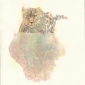 Anna Liebenberg — focus