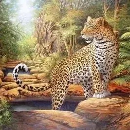 Don Bell — Baviaanskloof Leopard