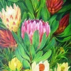 Herine Fourie — Cape Flowers