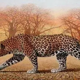 Don Bell — Dry Season Leopard