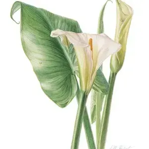 Elbe Joubert Domröse — Zanthedeschia aethiopica