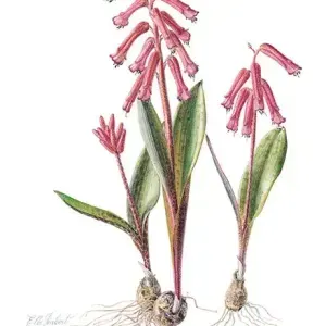 Elbe Joubert Domröse — Lachenalia rubida