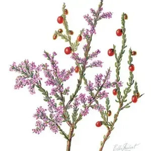 Elbe Joubert Domröse — Nylantia spinosa