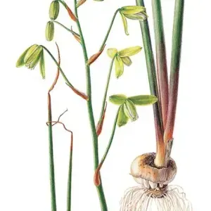 Elbe Joubert Domröse — Albuca Canadensis