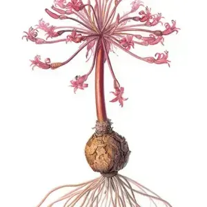 Elbe Joubert Domröse — Brunsvigia orientalis