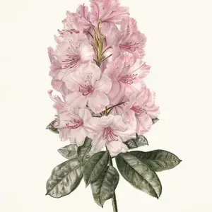 Elbe Joubert Domröse — Rhododendron - pink