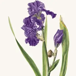 Elbe Joubert Domröse — Iris