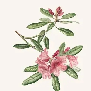 Elbe Joubert Domröse — Rhododendron - salmon