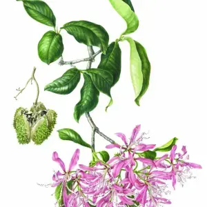 Gillian Bickell — Calodendrum capense