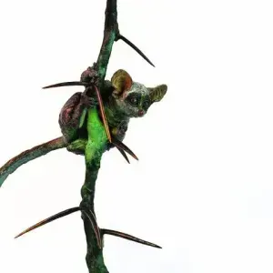Helena Vogelzang — Bushbaby