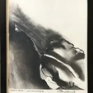 Sandy Chaitowitz — Seed pod jajcaranda