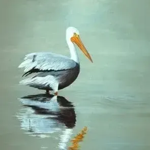 David Kantey — Pelican Brief