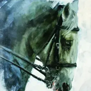 Gavin Collins — Lipizanner Stallion
