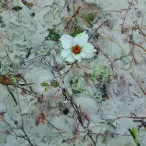 Annelie Van der Vyver — Annelie Venter - Monsonia speciosa (Sambreeltjie)