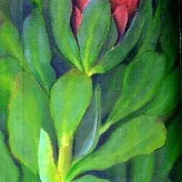 Herine Fourie — Protea Stokoei 1