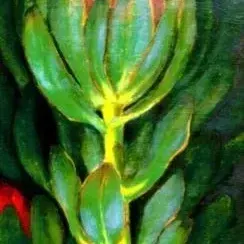 Herine Fourie — Protea Stokoei 2