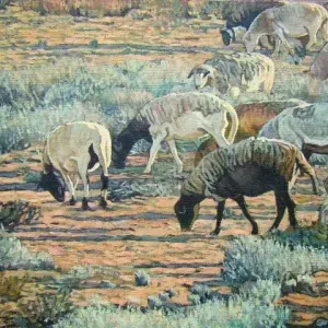 Ryan de Carte — Karoo Sheep