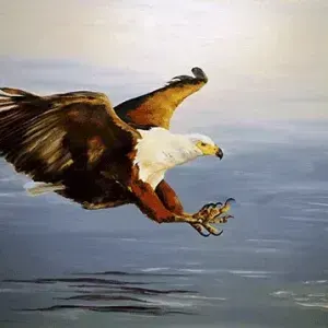 Vanessa Lomas — Fish Eagle in Action